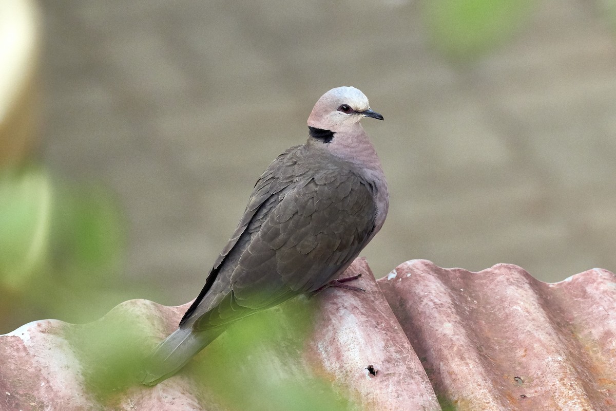 Red-eyed Dove - ML337072141