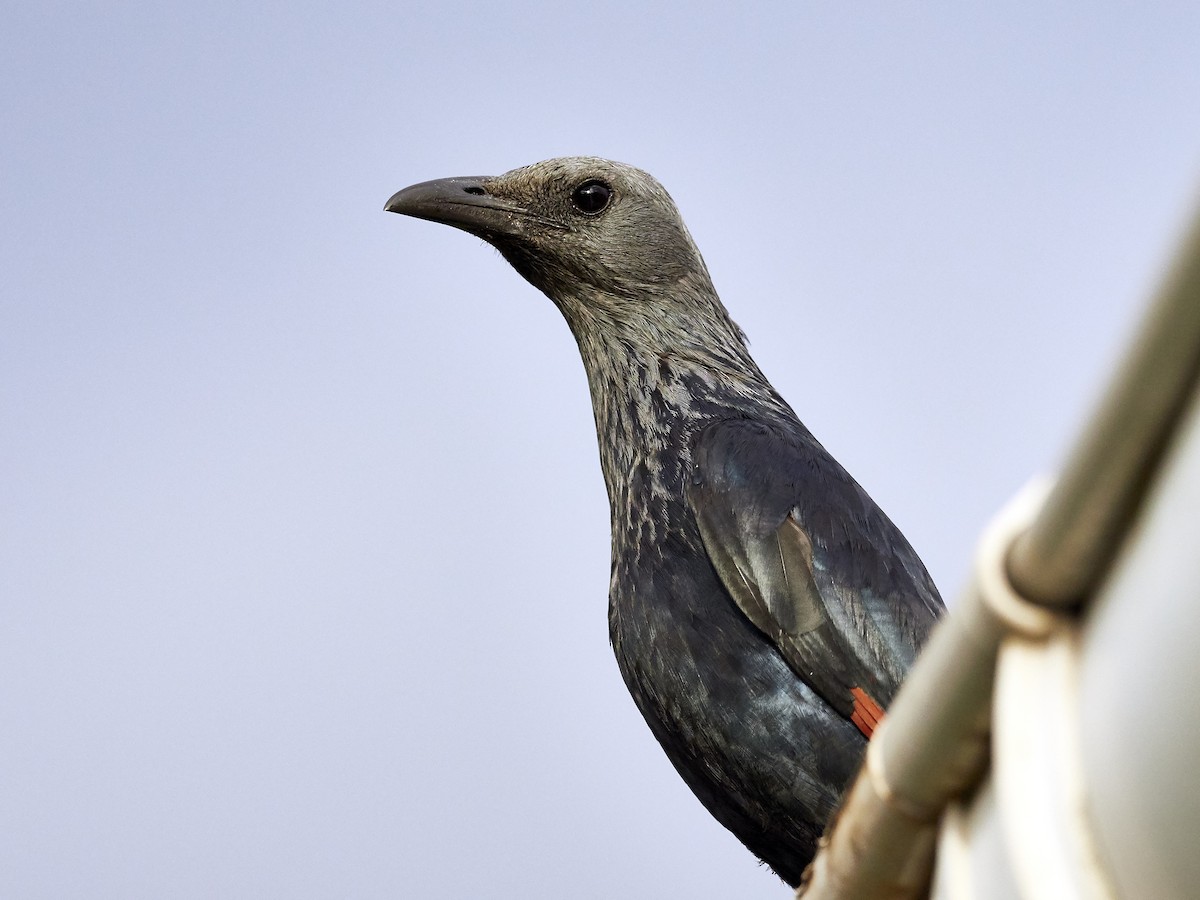 Red-winged Starling - ML337072191
