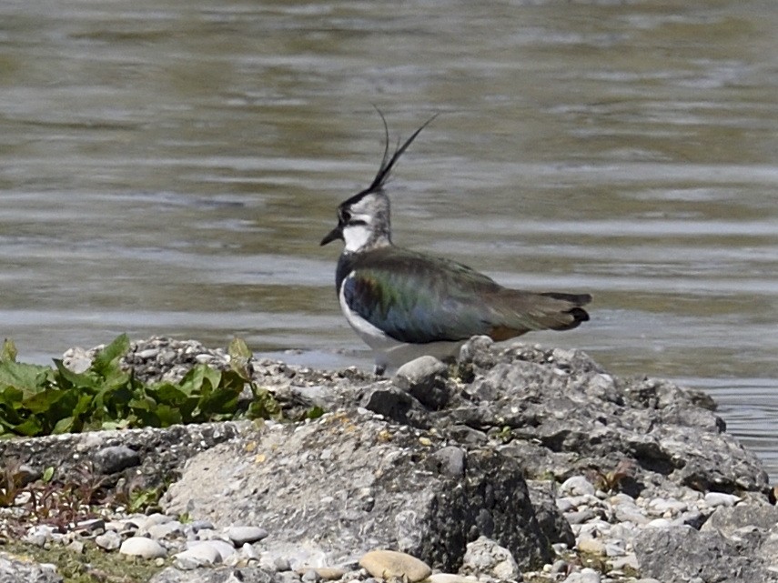 Northern Lapwing - ML337072231