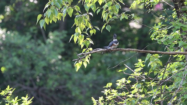 Belted Kingfisher - ML337072641