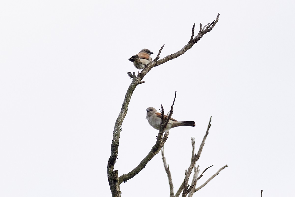 Northern Gray-headed Sparrow - ML337075391