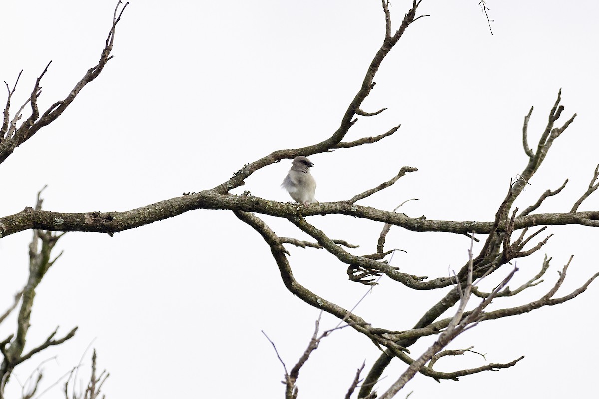 Northern Gray-headed Sparrow - Jorge Wolf