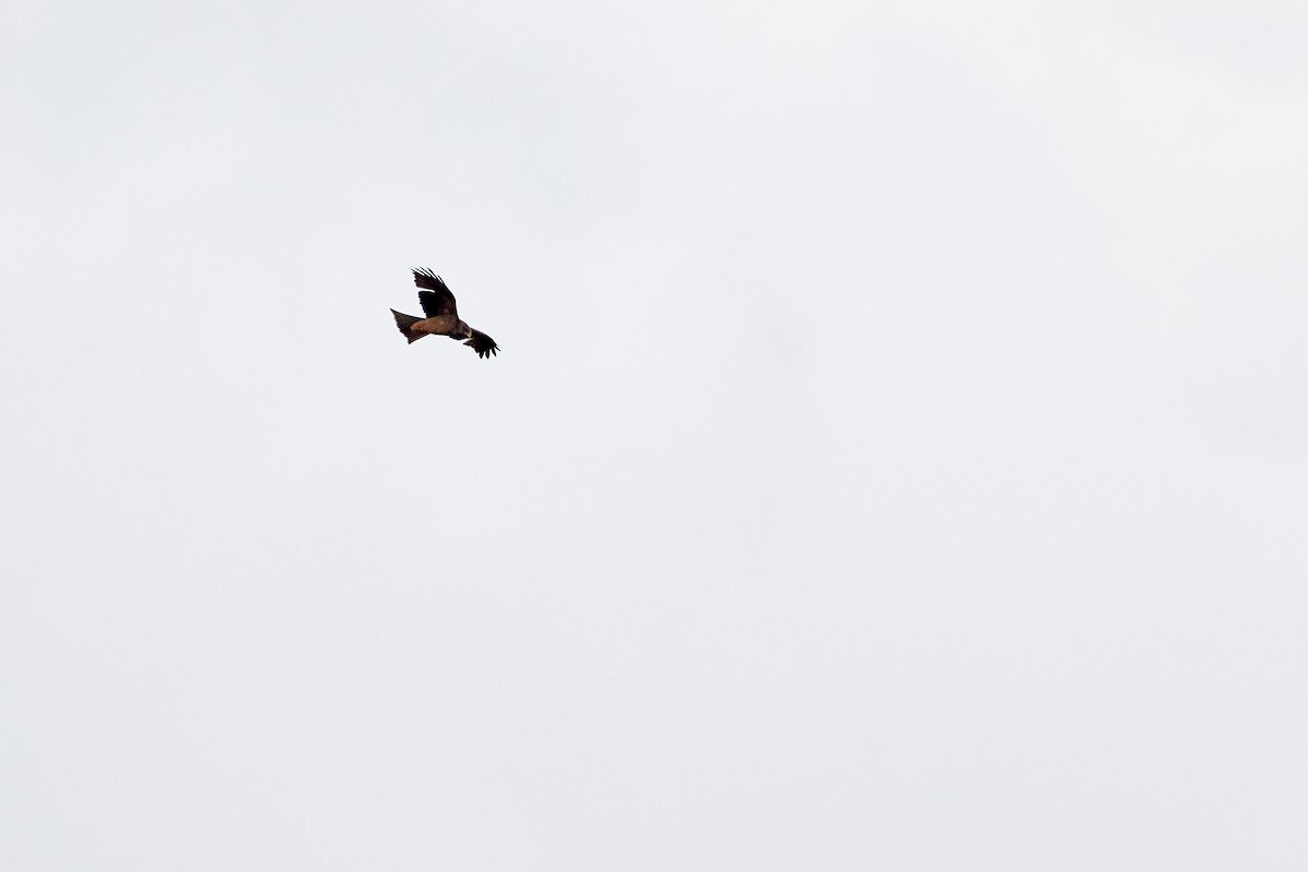 Black Kite - Jorge Wolf