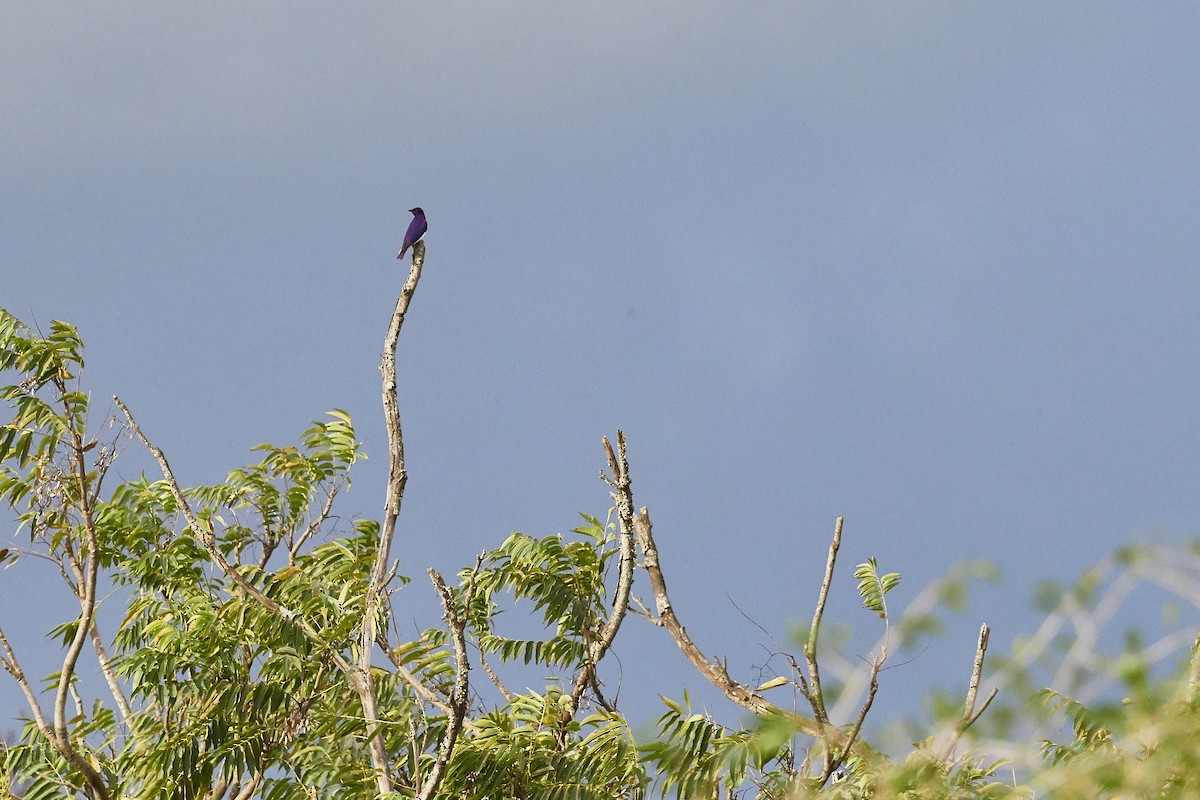 Violet-backed Starling - ML337075561