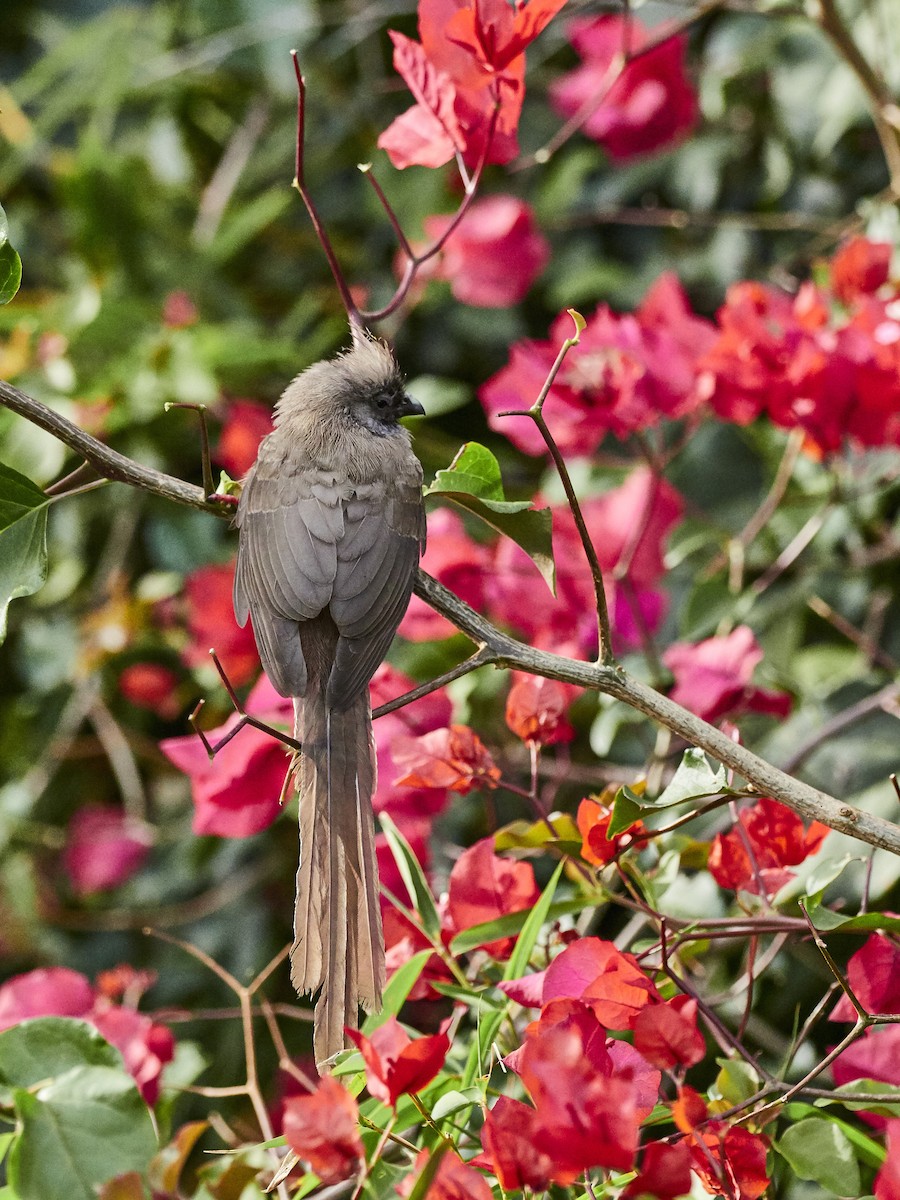 Speckled Mousebird - ML337076021
