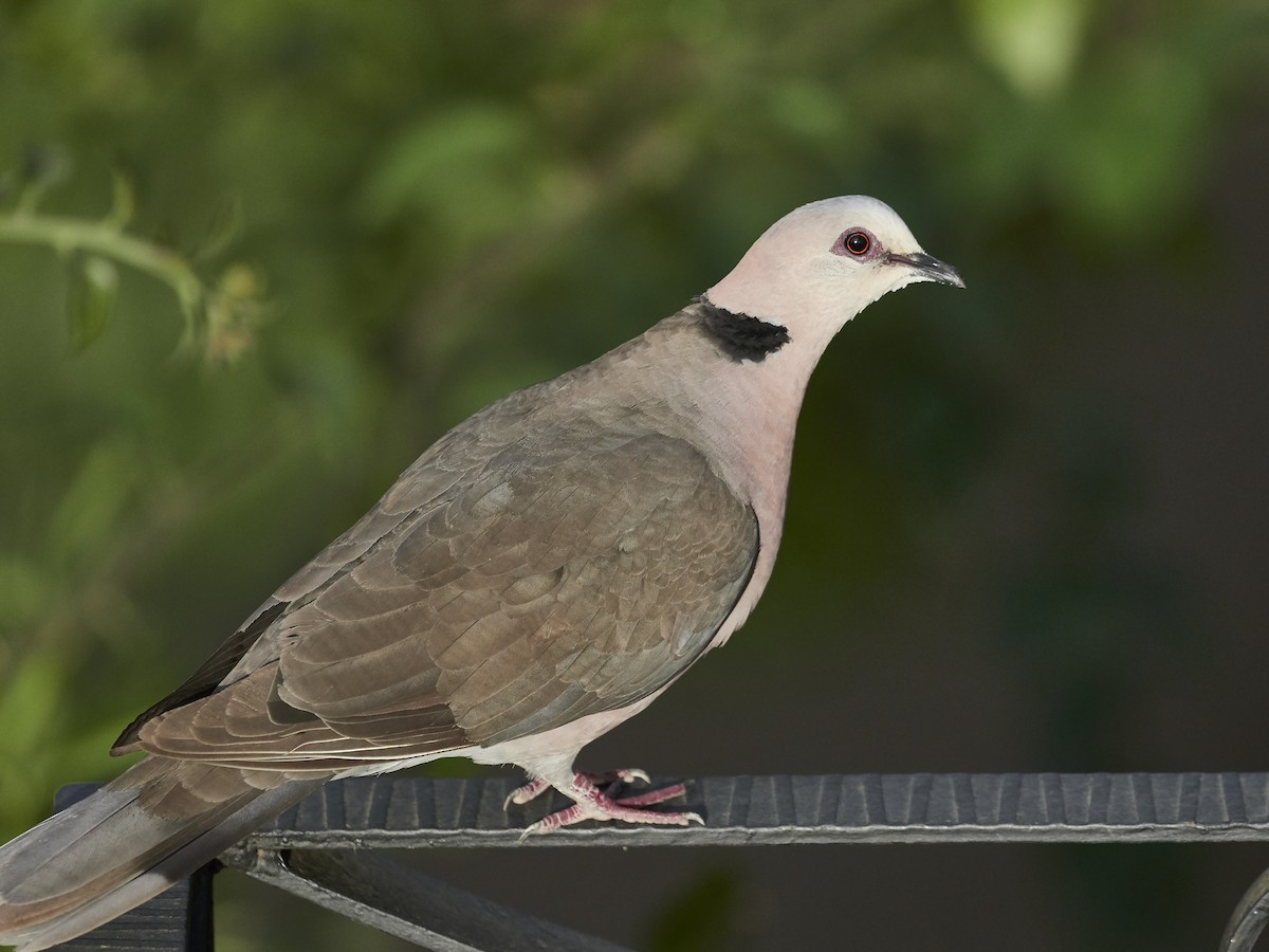 Red-eyed Dove - ML337076031