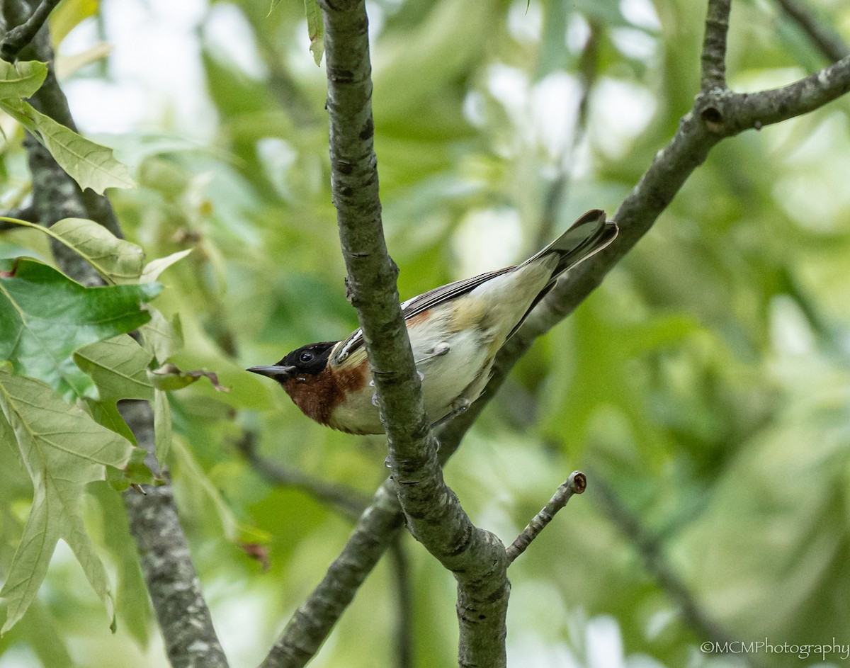 Bay-breasted Warbler - Mary Catherine Miguez