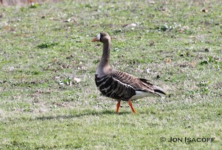 Greater White-fronted Goose, ML33708111