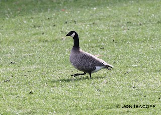 Cackling Goose, ML33708131