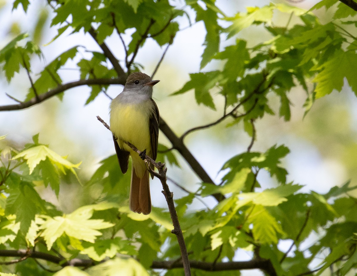 Great Crested Flycatcher - ML337083431