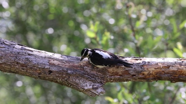 Hairy Woodpecker (Pacific) - ML337084621
