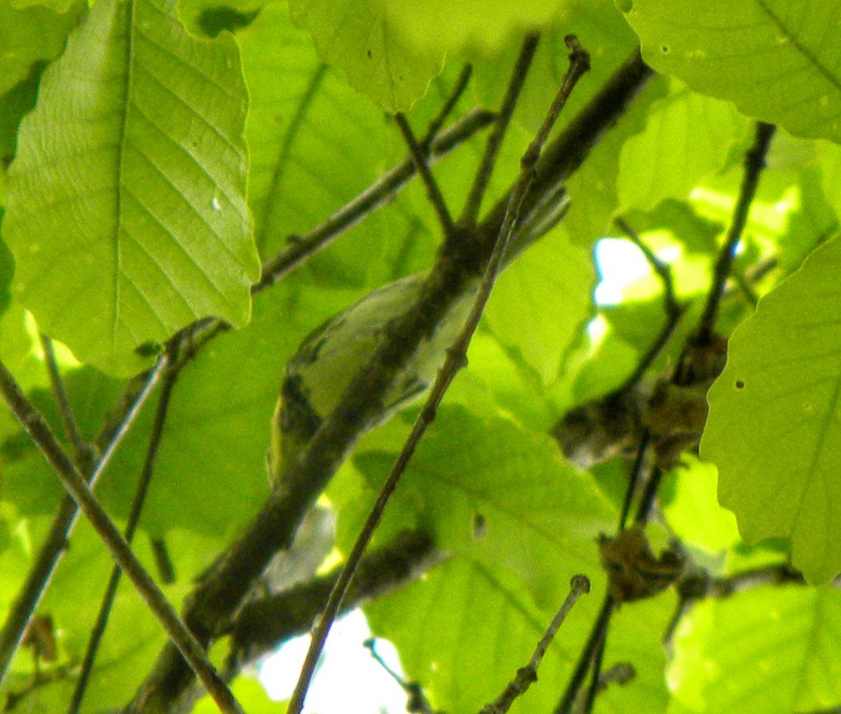 Black-throated Green Warbler - ML337085271