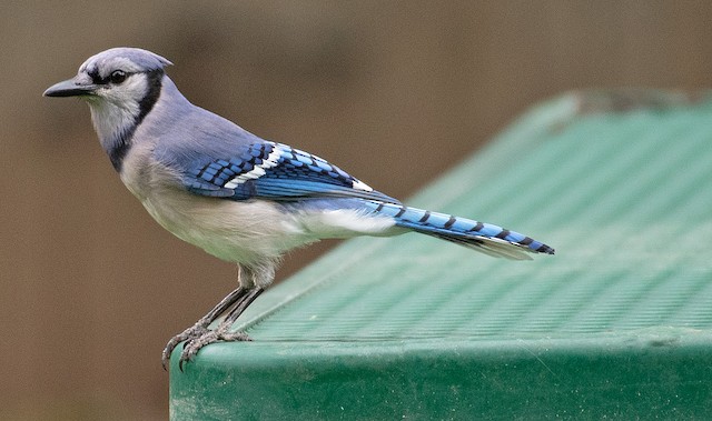 Blue Jay - Vermont eBird