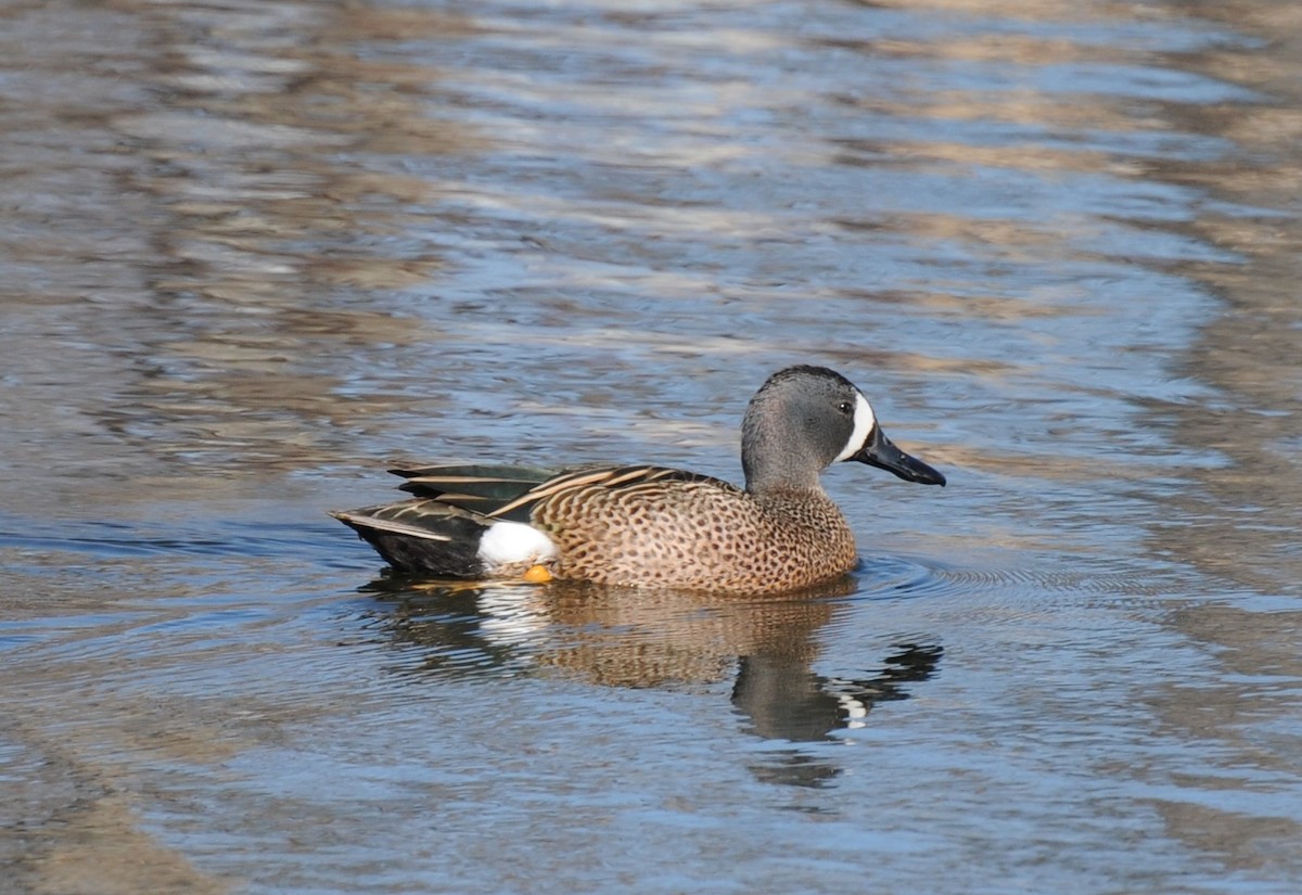 Blue-winged Teal - ML337086521