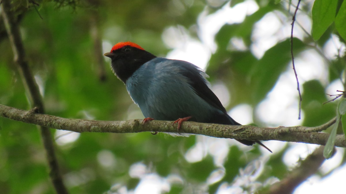 Swallow-tailed Manakin - ML337097581