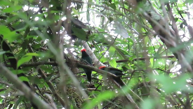 Swallow-tailed Manakin - ML337097871