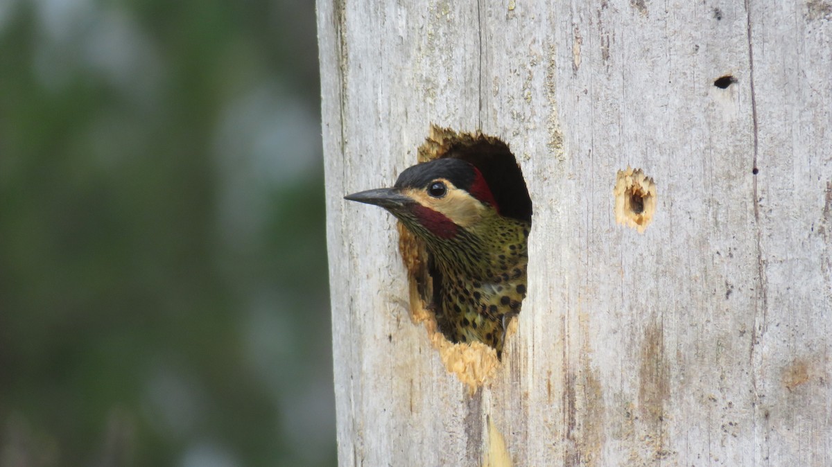 Green-barred Woodpecker - ML337098401