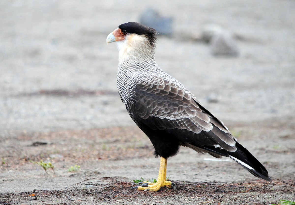 Crested Caracara (Southern) - ML337100581