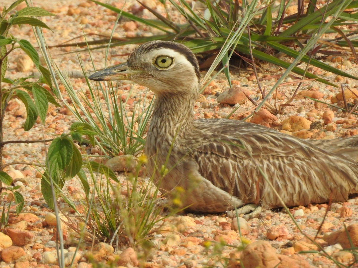 Double-striped Thick-knee - ML337101201
