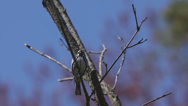 Black-and-white Warbler - ML337101701