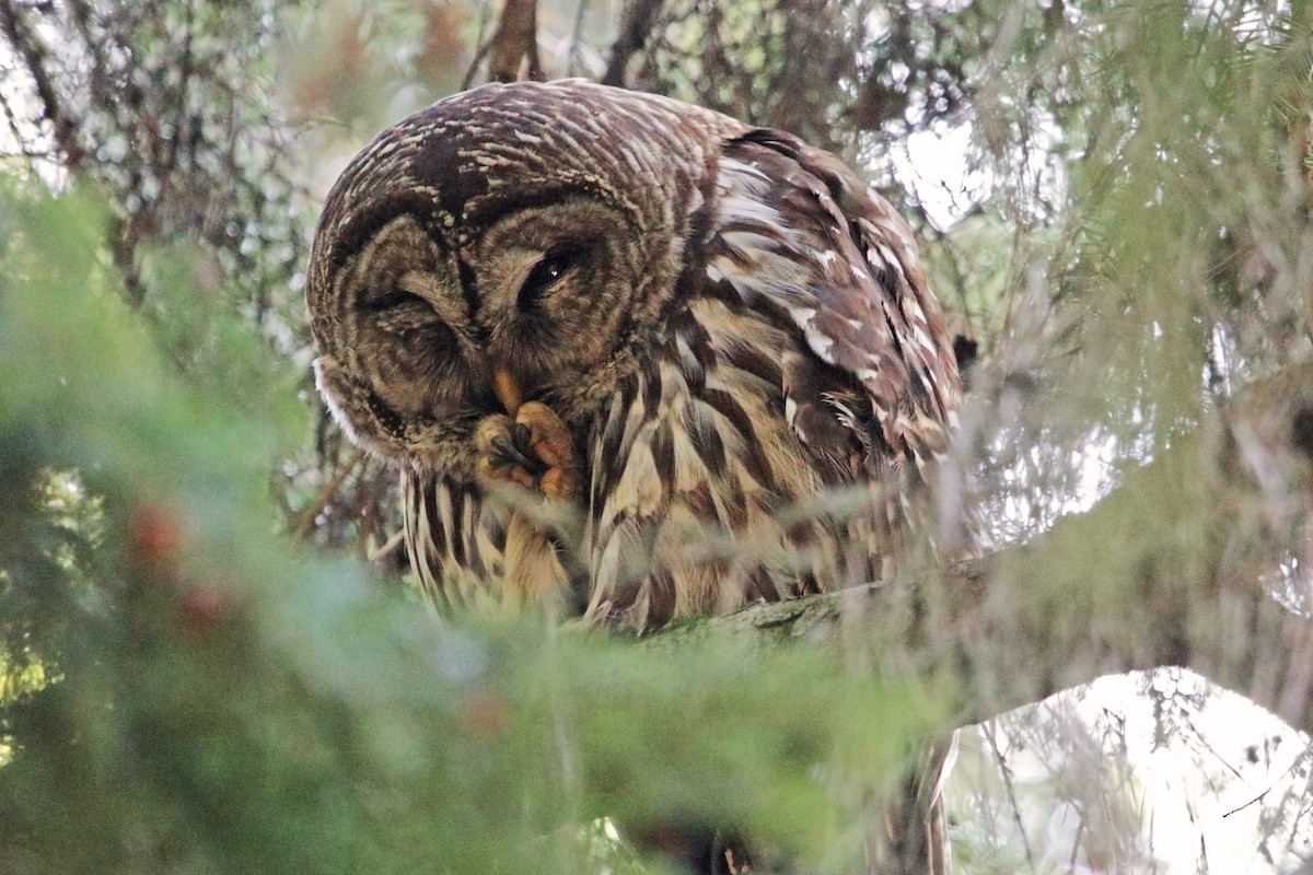 Barred Owl - ML337112011