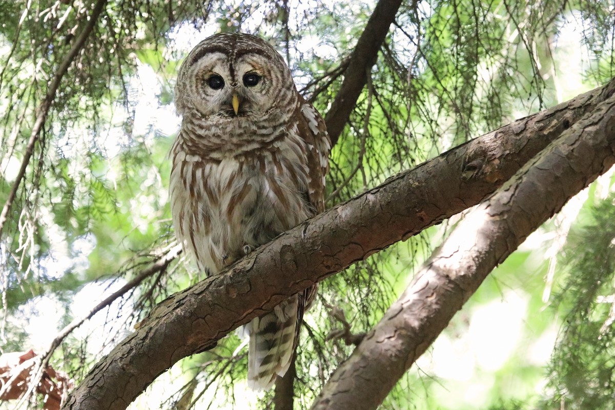 Barred Owl - ML337112211