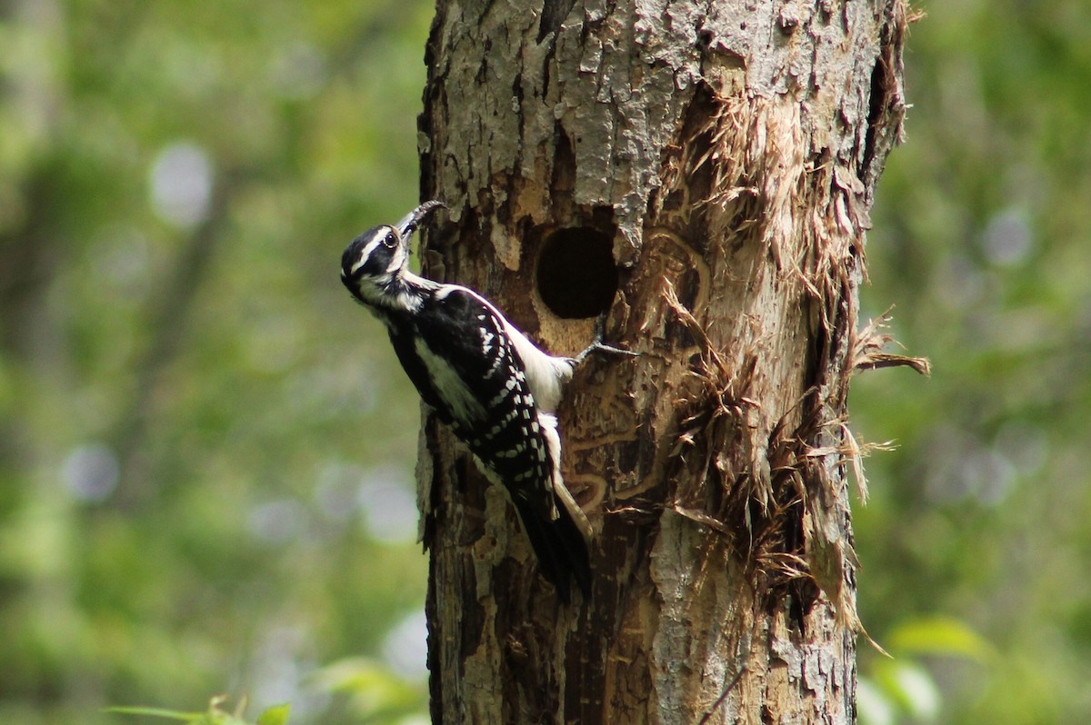 Hairy Woodpecker - ML337116151