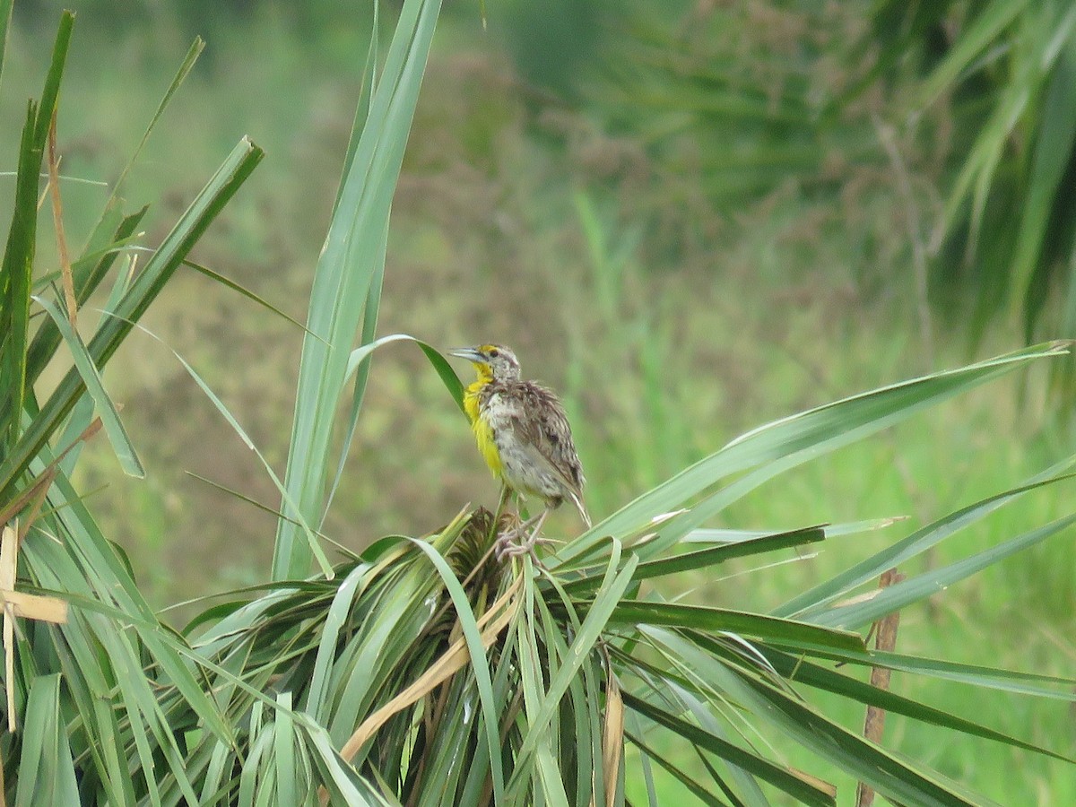 Eastern Meadowlark - Great Mayan Birding by Ichi Tours
