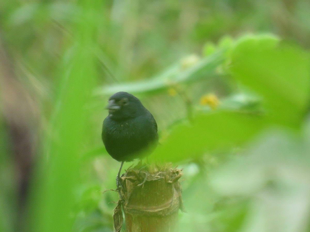 Blue-black Grassquit - Great Mayan Birding by Ichi Tours