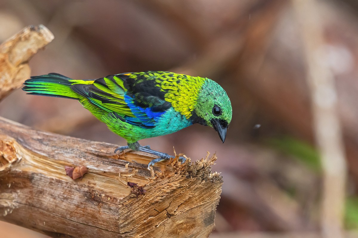 Green-headed Tanager - ML337122761