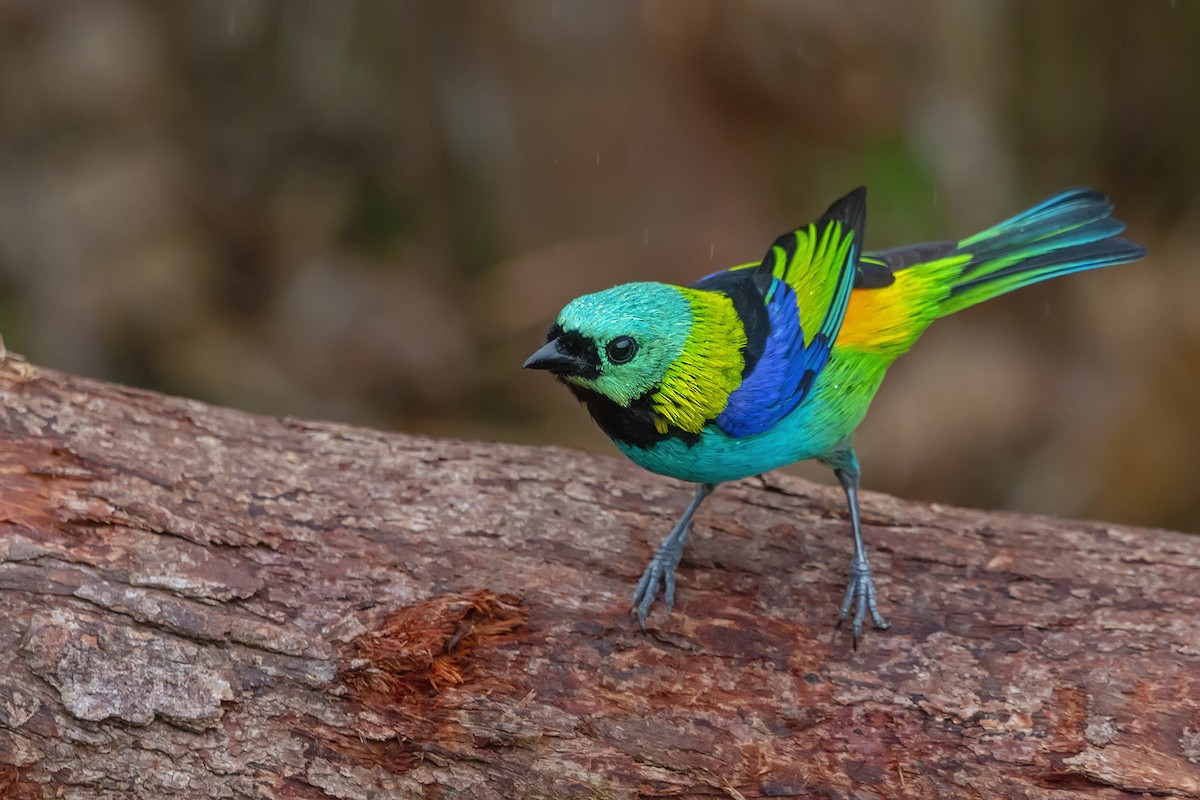 Green-headed Tanager - ML337122781