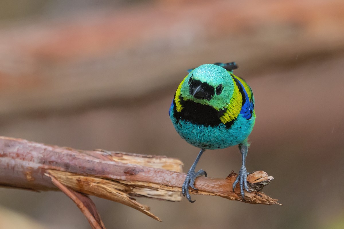Green-headed Tanager - ML337122821