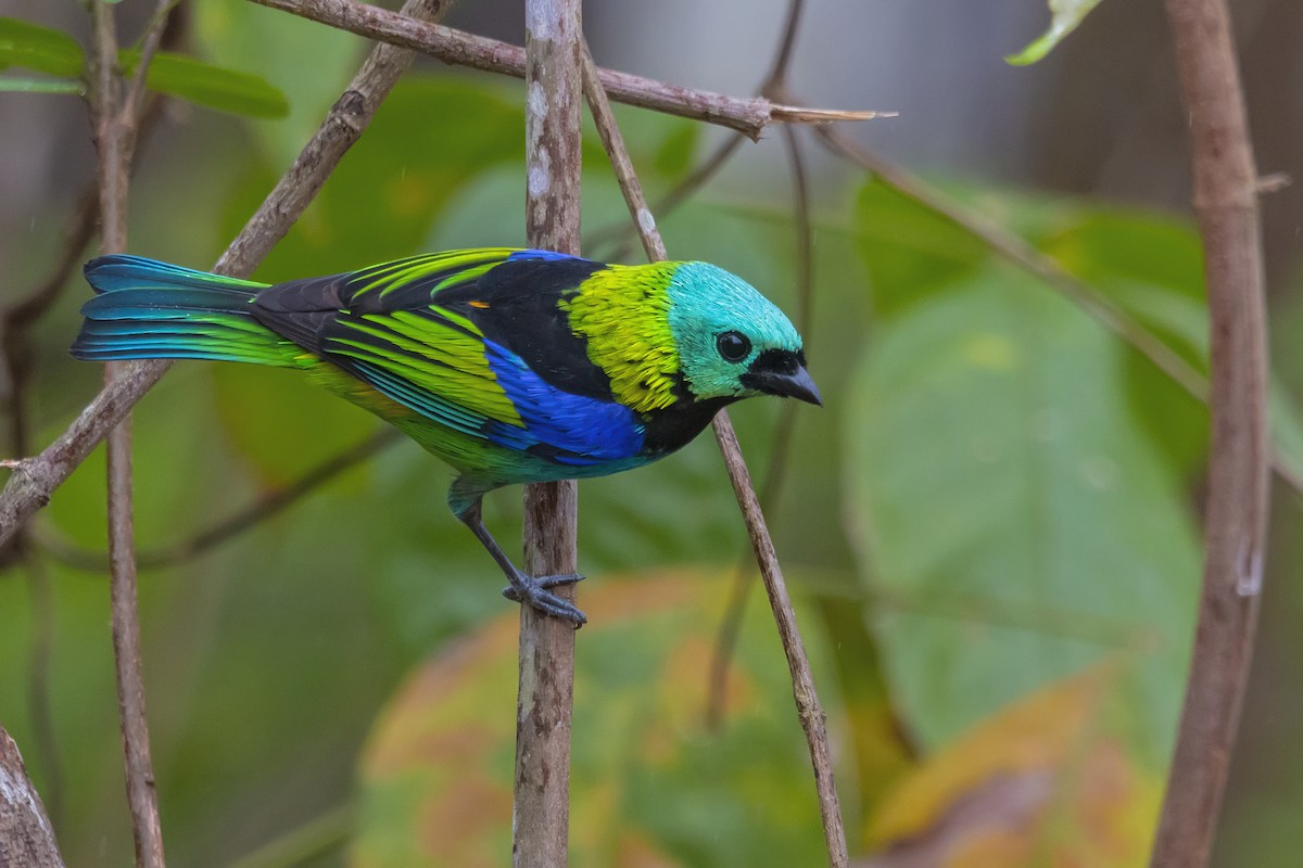 Green-headed Tanager - ML337122841