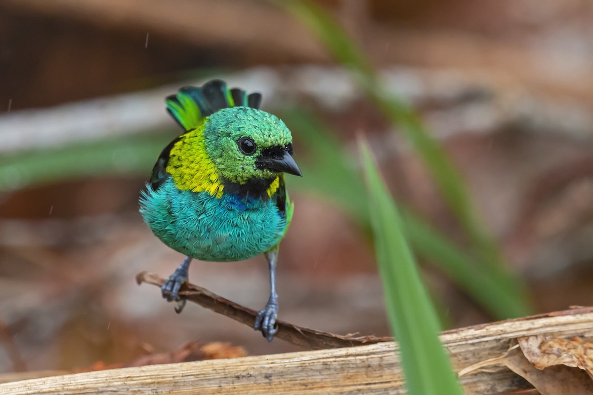 Green-headed Tanager - ML337122871