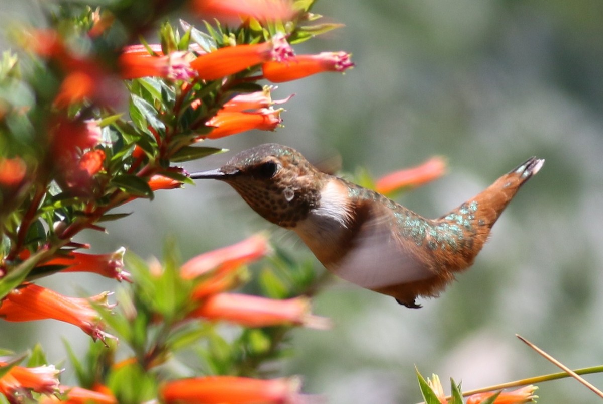 Allen's Hummingbird - Margaret Viens