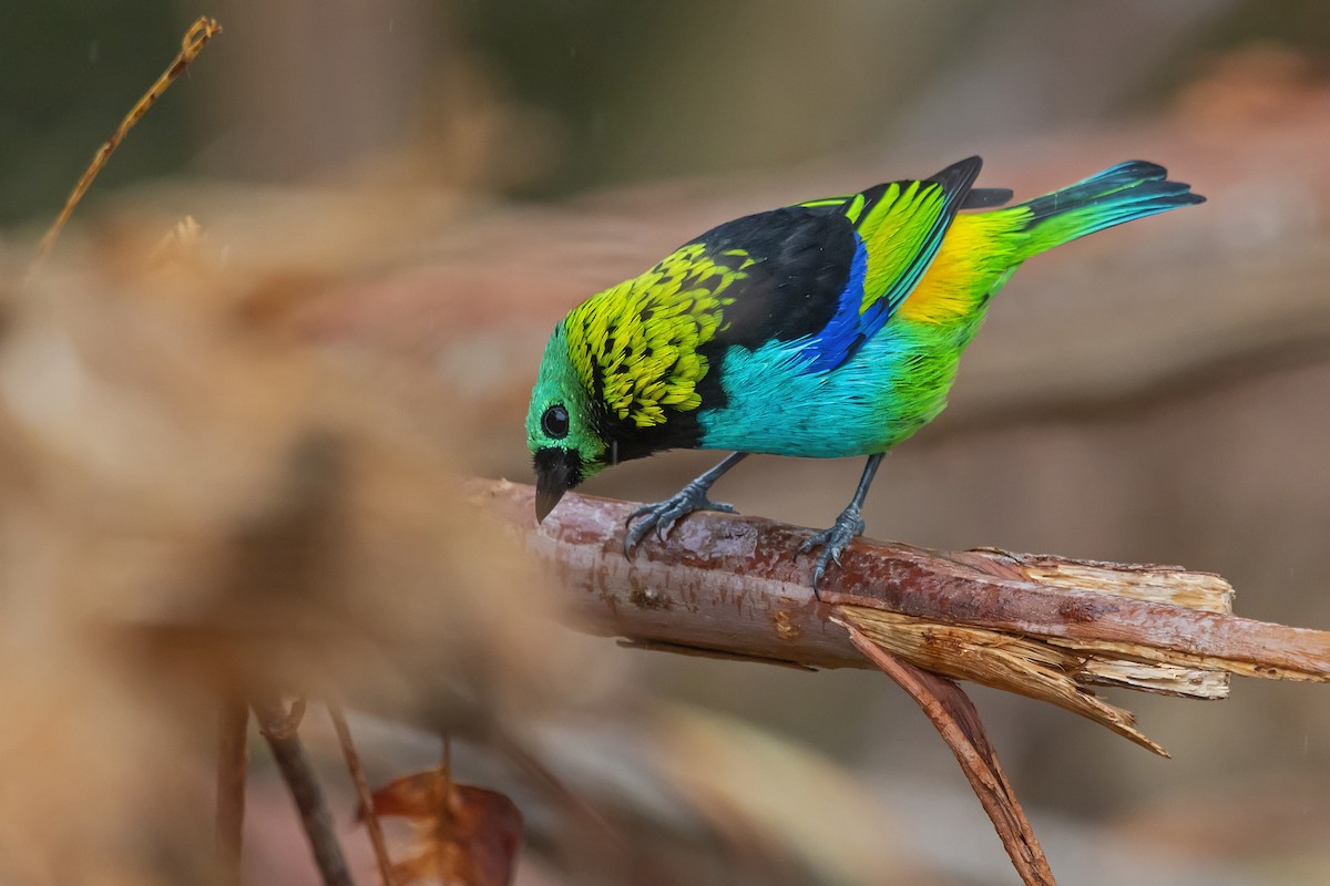 Green-headed Tanager - ML337126021