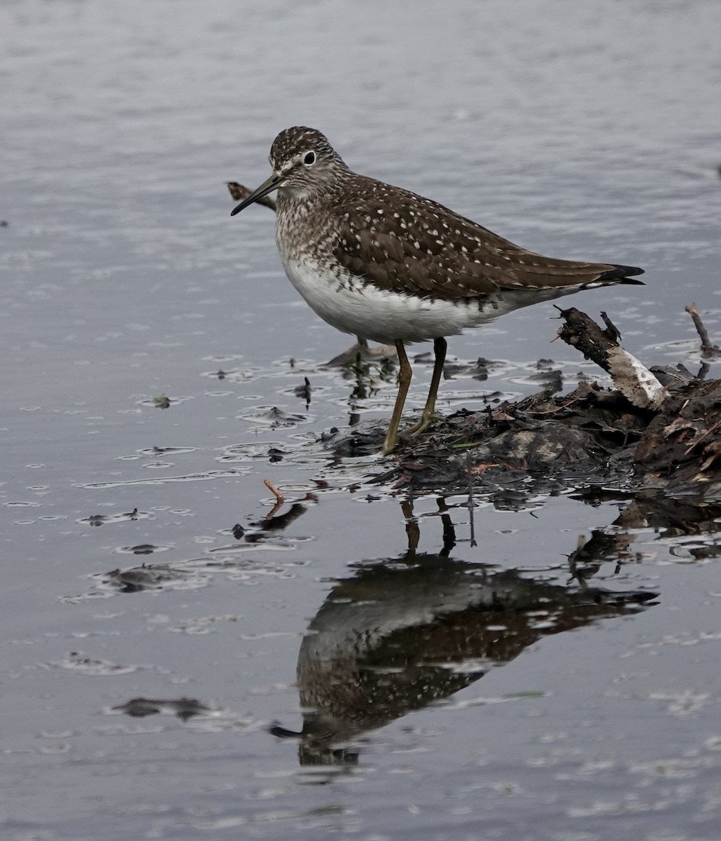 Solitary Sandpiper - Jeanne-Marie Maher