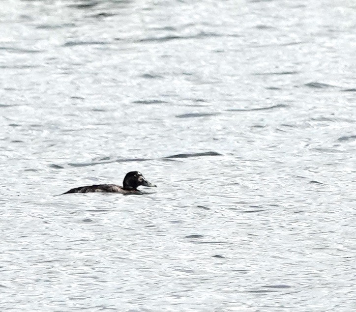 Greater Scaup - ML337135791
