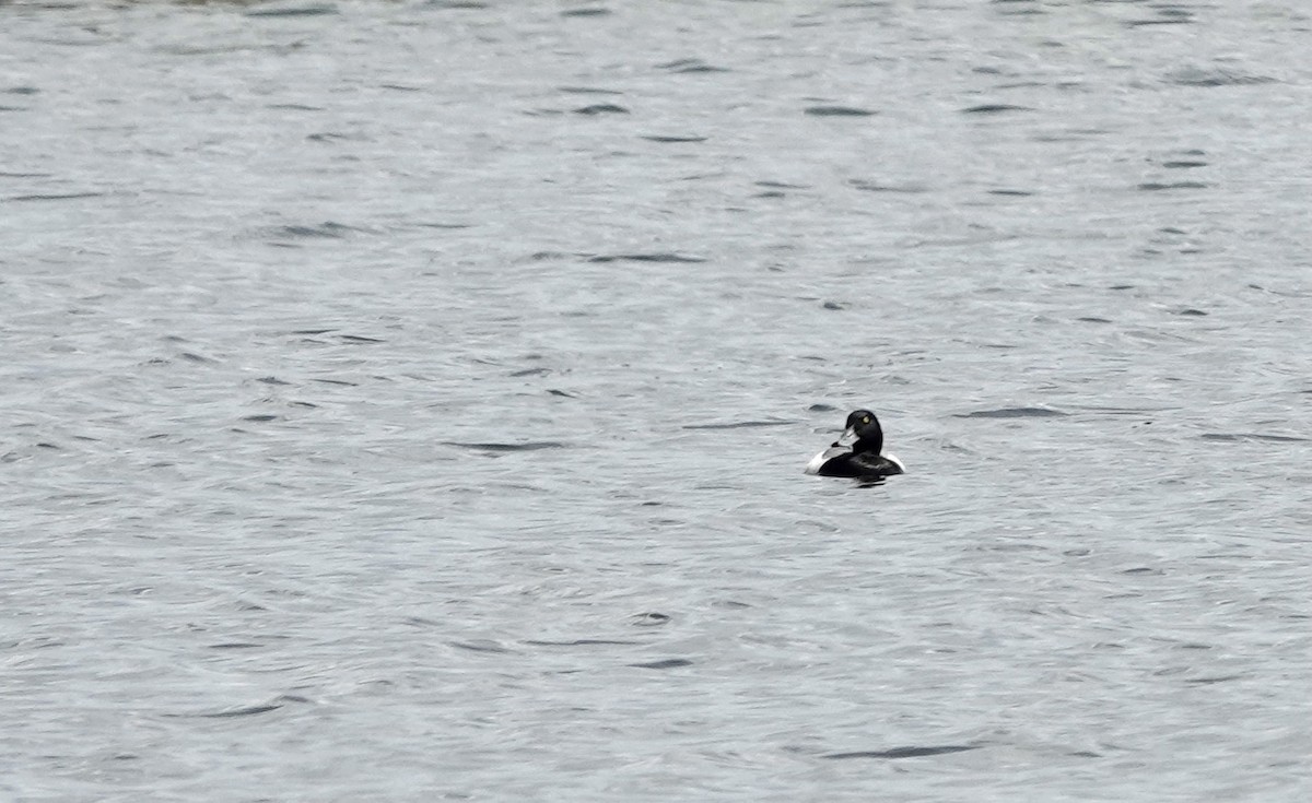 Greater Scaup - ML337135851
