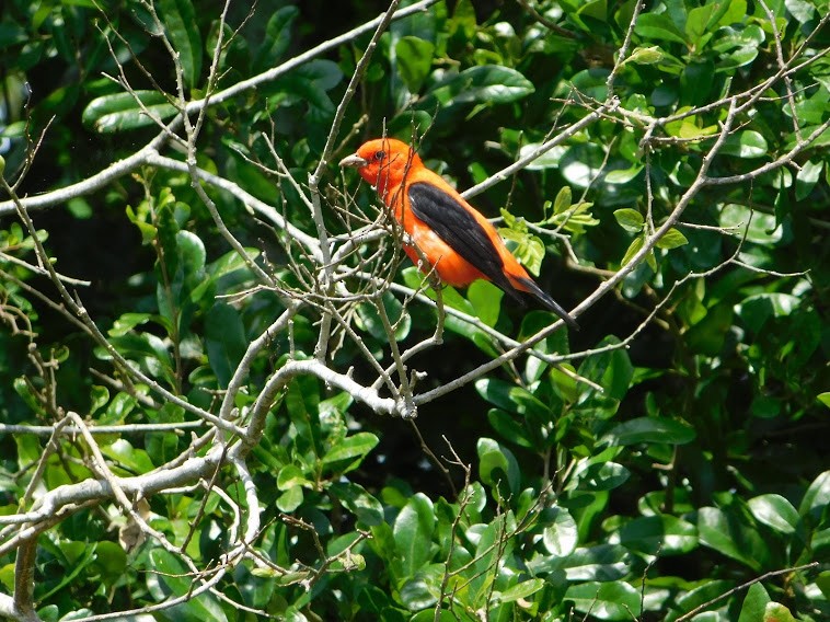 Scarlet Tanager - ML337136271