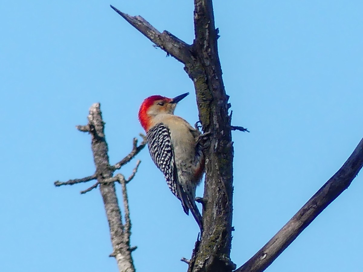Red-bellied Woodpecker - Stan Barrack