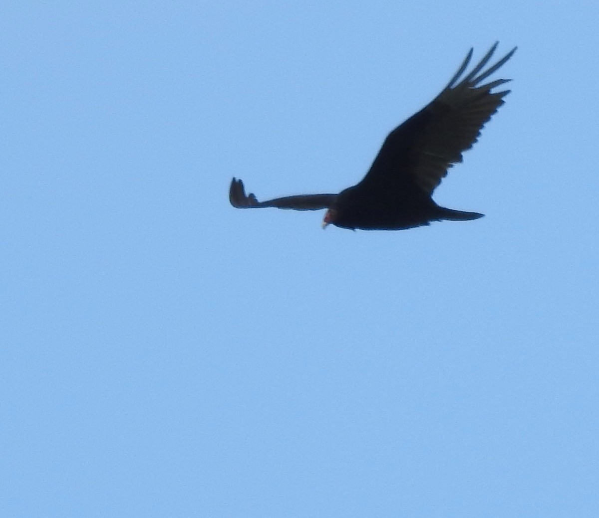 Turkey Vulture - ML337136601