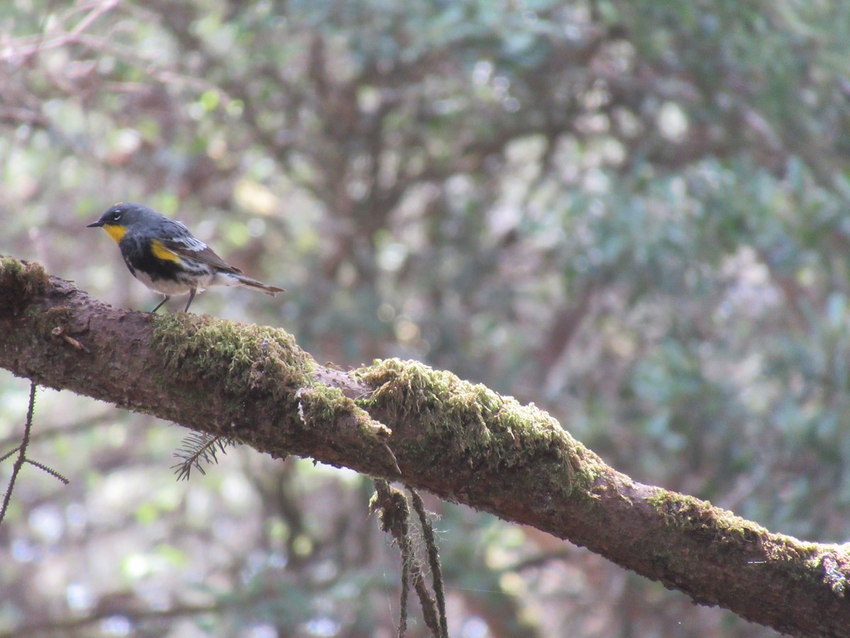 Yellow-rumped Warbler (Audubon's) - ML337139031