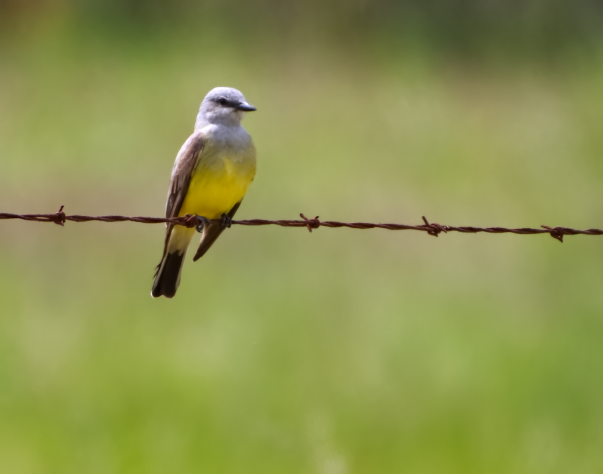 eBird Checklist 10 May 2021 Bald Knob 1 species (+1 other taxa)
