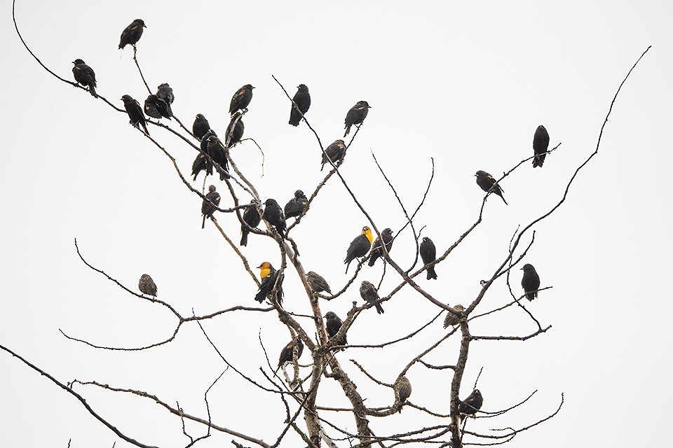 Yellow-headed Blackbird - ML33714441