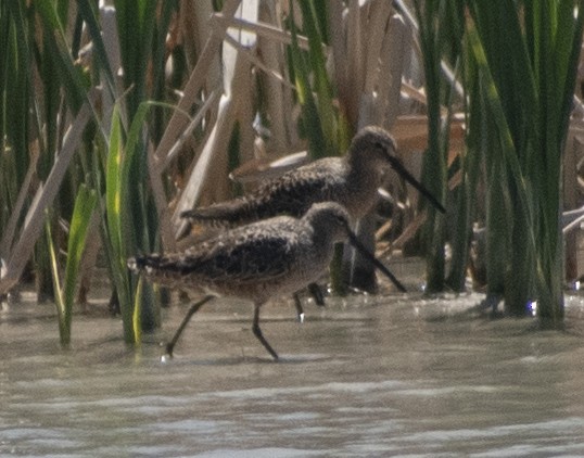 Long-billed Dowitcher - ML337148091
