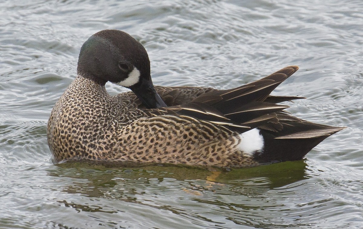 Blue-winged Teal - ML337152071