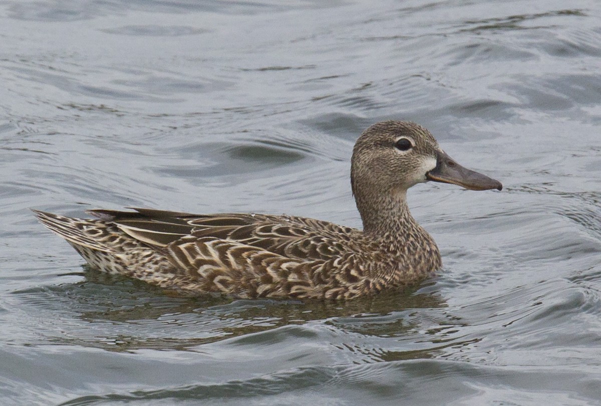 Blue-winged Teal - ML337152081