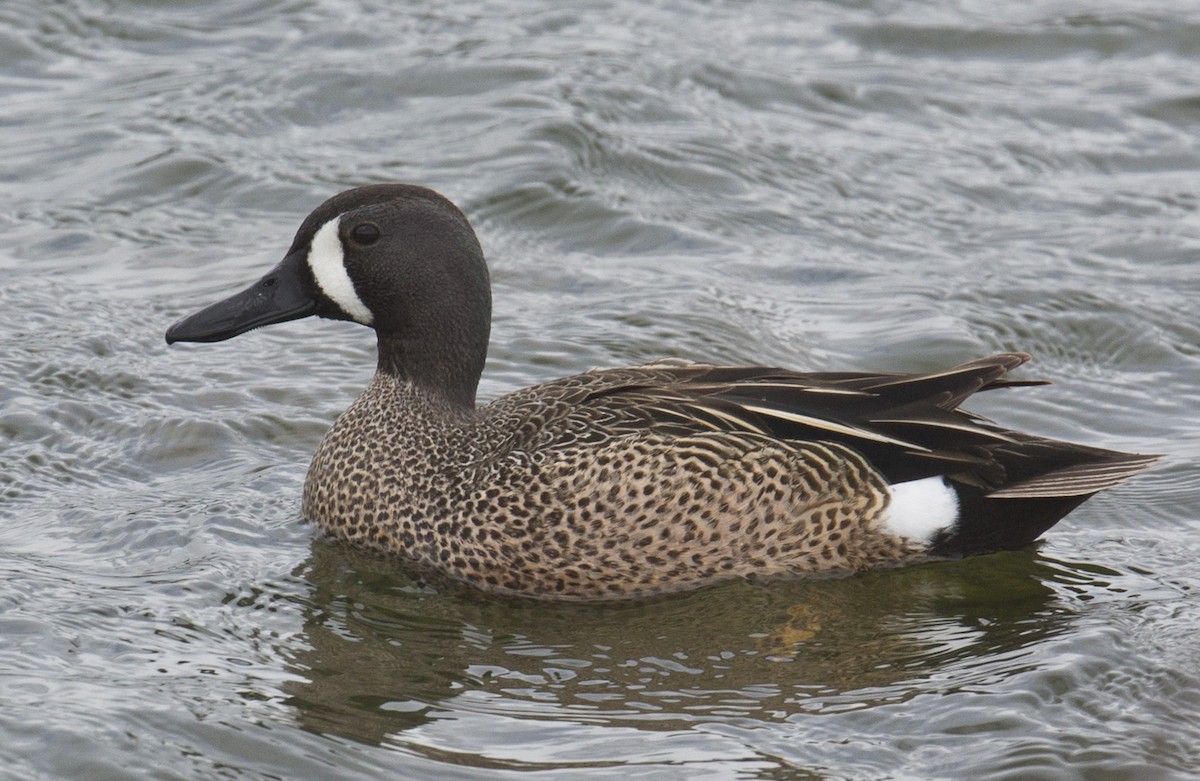 Blue-winged Teal - ML337152091