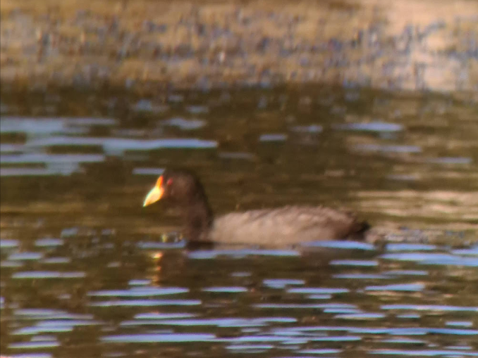 White-winged Coot - ML337156561